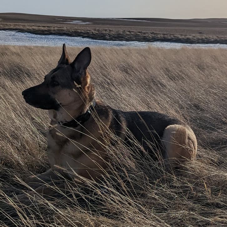 Willow the dog in Montana